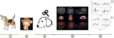 The Impact of Accelerated HF-rTMS on Canine Brain Metabolism: An [18F]-FDG PET Study in Healthy Beagles